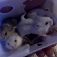 Criceto siberiano (winter white)