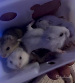 Criceto siberiano (winter white)