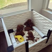 Piccoli barboncino di due mesi e mezzo e tre mesi