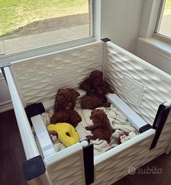 Piccoli barboncino di due mesi e mezzo e tre mesi