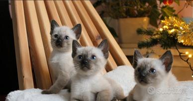 siamese 