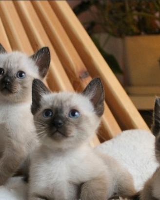 siamese 