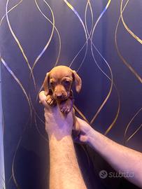 Cuccioli di bassotto color fulvo