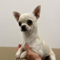 Stallone chihuahua per monta
