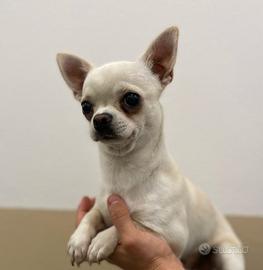 Stallone chihuahua per monta