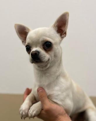 Stallone chihuahua per monta