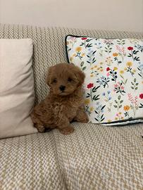 Maltipoo