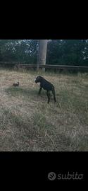 Cuccioli di pointer inglese