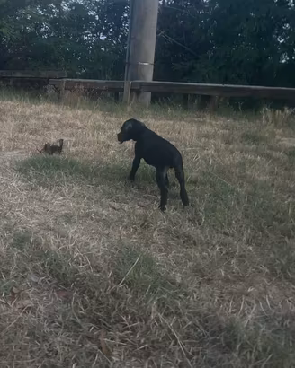 Cuccioli di pointer inglese