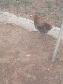 Galline