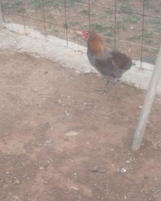 Galline