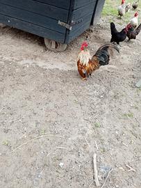 Galletti e galline nane