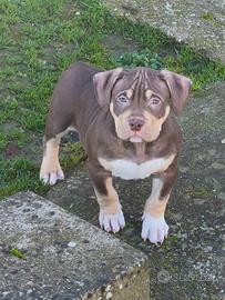American Bully maschio