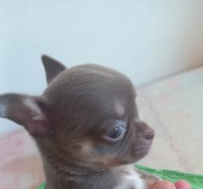Chihuahua lilac femminiccia