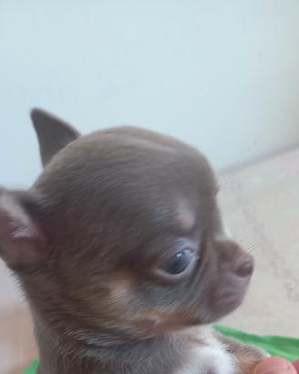 Chihuahua lilac femminiccia