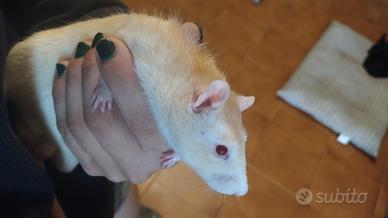 Ratti domestici 