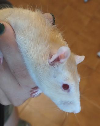 Ratti domestici 