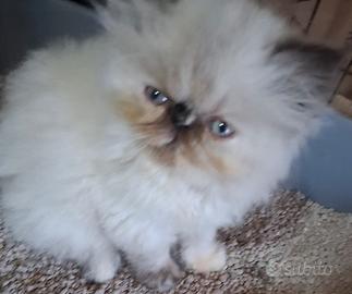 Gattina persiana pura