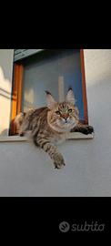 Maine coon femmina