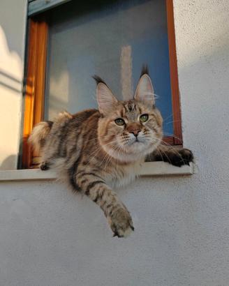 Maine coon femmina