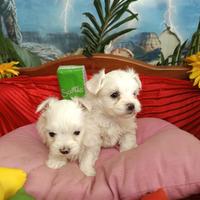 Bianchi Piccoli Cuccioli Maltese Toy Mini