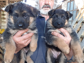 Cuccioli pastore tedesco 50 giorni