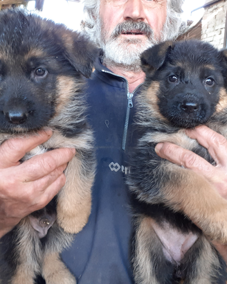 Cuccioli pastore tedesco 50 giorni