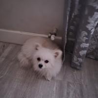 Volpino italiano razza piccola