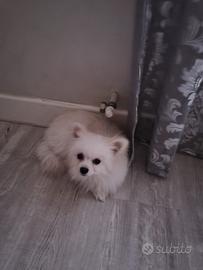 Volpino italiano razza piccola