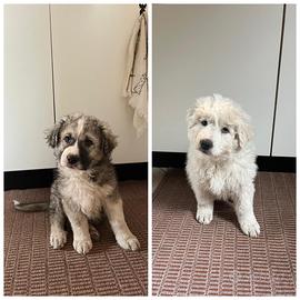 Cuccioli maremmano/lagorai