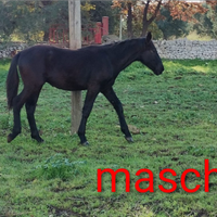 Puledri murgesi di 1 anno e 3 anni