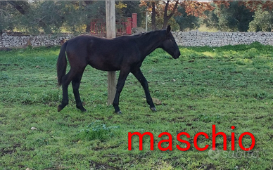 Puledri murgesi di 1 anno e 3 anni