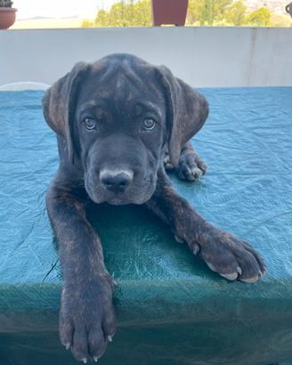 Cuccioli di cane Corso