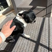 Femmina di Chihushua con pedigree