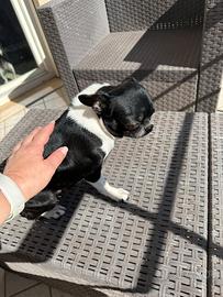 Femmina di Chihushua con pedigree