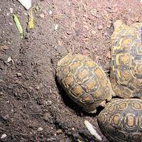 Tartarughe Stigmochelys pardalis