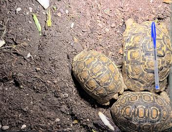 Tartarughe Stigmochelys pardalis