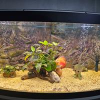   Acquario panoramico 260 litri completo di mobile