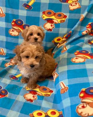 Cucciolo di Maltipoo
