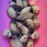 Cuccioli di furettini