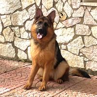 Cucciolona Pastore Tedesco