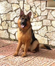 Cucciolona Pastore Tedesco