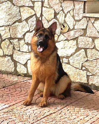 Cucciolona Pastore Tedesco