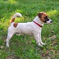 Jack Russell pedigree Roi disponibile per monte