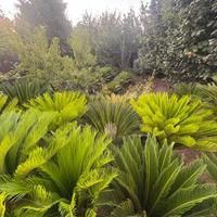 Chicas magnifiche diverse dimensioni