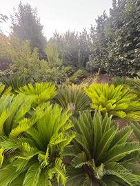 Chicas magnifiche diverse dimensioni