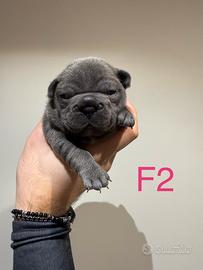 Bulldog Francese Blu