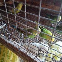 Pappagallini cocorite