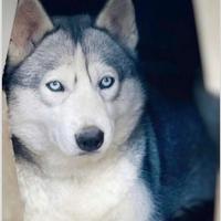 Cuccioli Siberian Husky prenotabili con pedigree