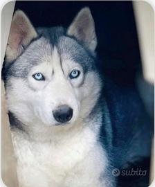 Cuccioli Siberian Husky prenotabili con pedigree